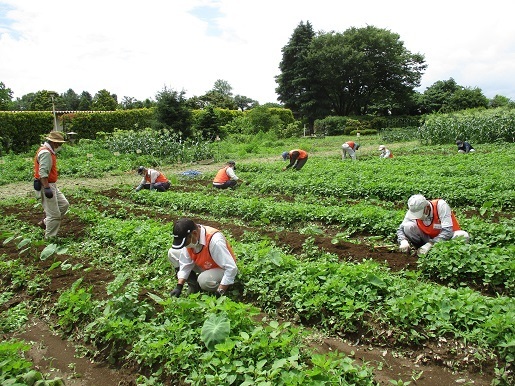 サトイモ除草