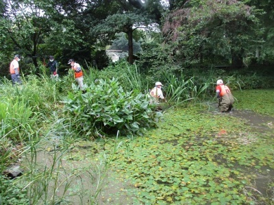 花仲間ガーデン池の清掃