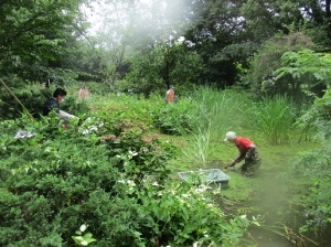 花仲間ガーデン池の清掃