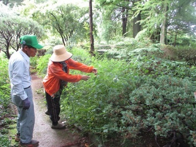 山野草ガーデン整備