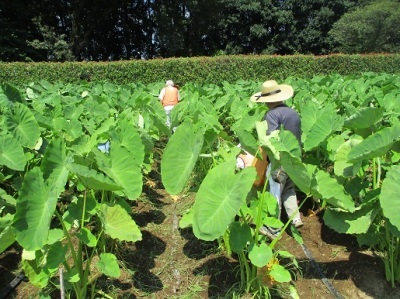 サトイモの除草