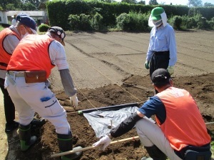 大根種まき