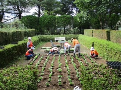 サンクンガーデン植栽