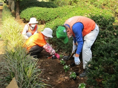 王国通りビオラを植栽