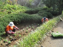 王国通りビオラを植栽