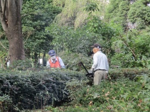 薬草園トキワマンサク剪定