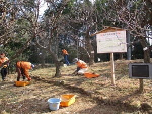 梅園の除草