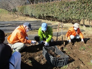 サトイモ掘り