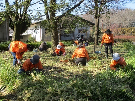 さくら草ガーデン整備