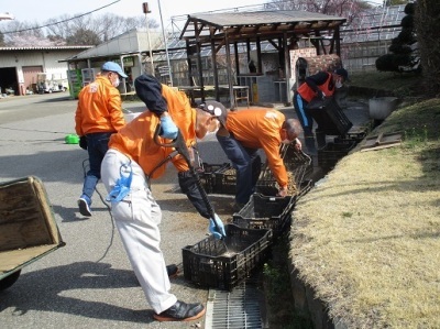 もみの木サークル敷石の洗浄