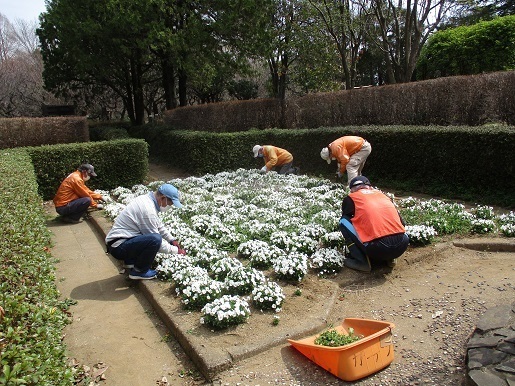 サンクンガーデン除草