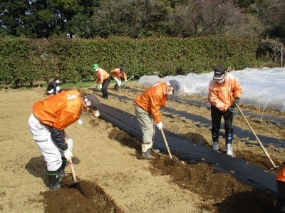 トウモロコシ播種