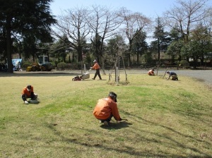 芝生の除草