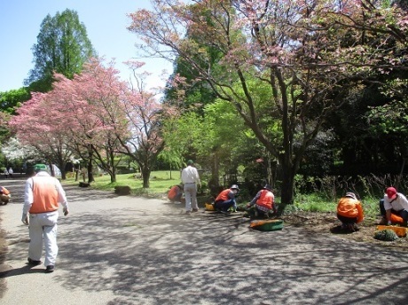 ハナミズキ通りの除草