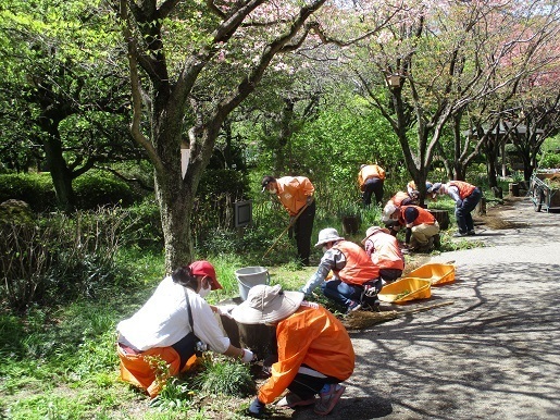 ハナミズキ通りの除草