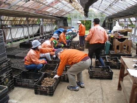 サトイモの分割作業