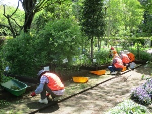 薬草園の除草活動