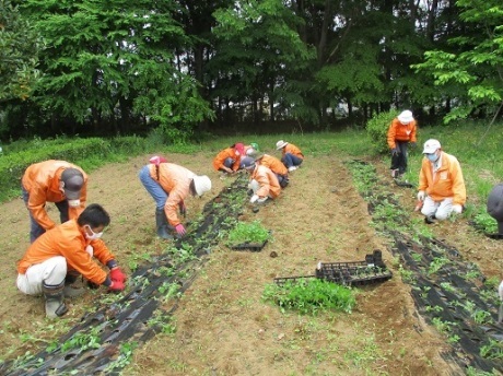 藍の植栽