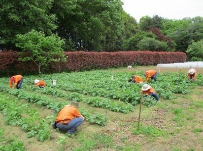 ジャガイモの芽かき作業