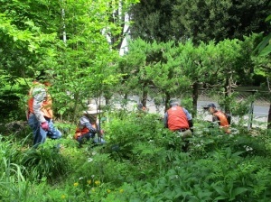 山野草ガーデン除草活動