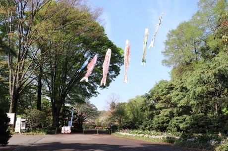 正門のこいのぼり
