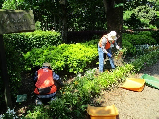 王国通りビオラの撤去