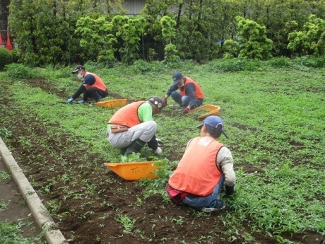 サトイモの除草