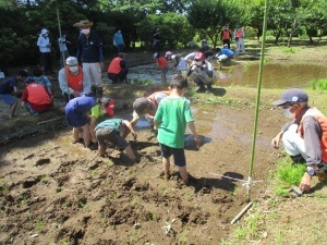 田植え体験