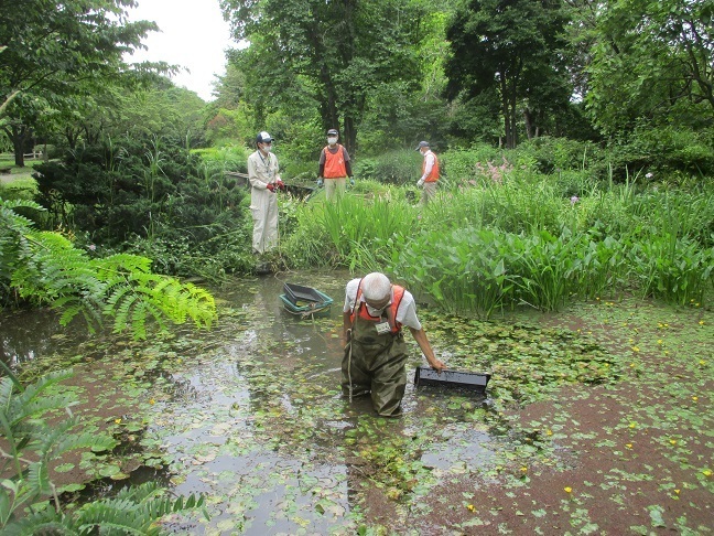 花仲間ガーデン池の清掃