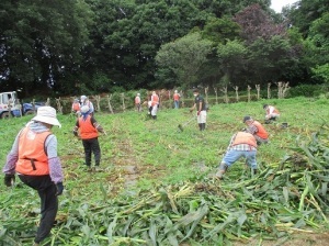 トウモロコシの撤去作業