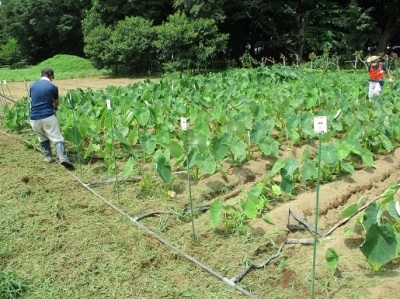 サトイモの灌水装置の設置