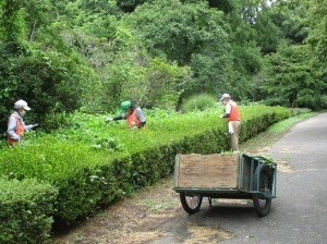 ハナミズキ通りの除草