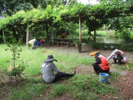 藤棚下の除草