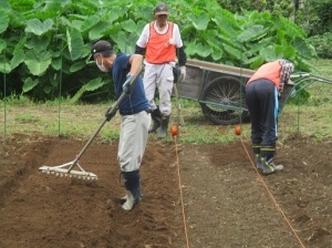 大根の種まき