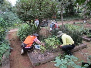 薬草園の除草活動