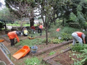 薬草園の除草活動