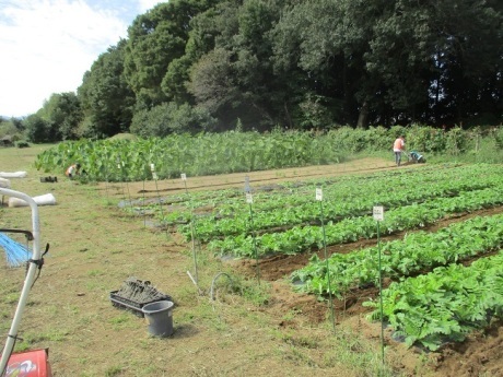 大根の除草