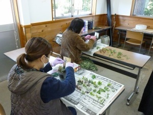 多肉植物の寄せ植え教室