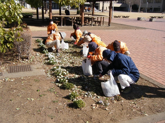 城址公園花壇・プランターの除草と花がら摘みを行いました。