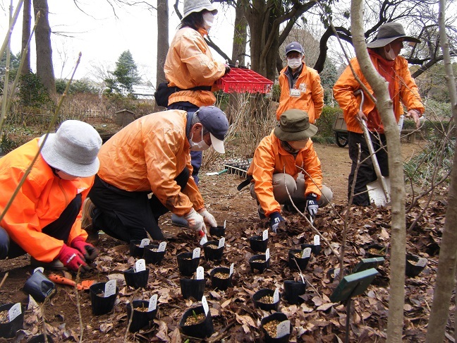 山野草ガーデンにカタクリ植栽