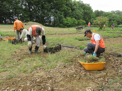 田んぼの除草