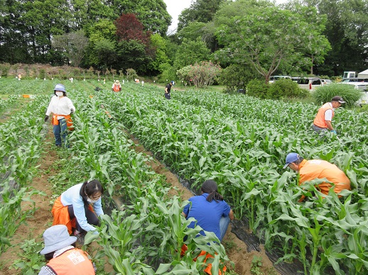 トウモロコシの畝間除草