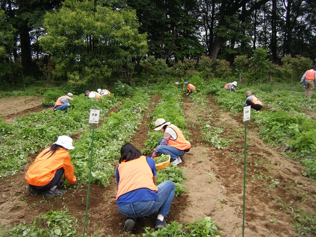 サトイモ除草作業