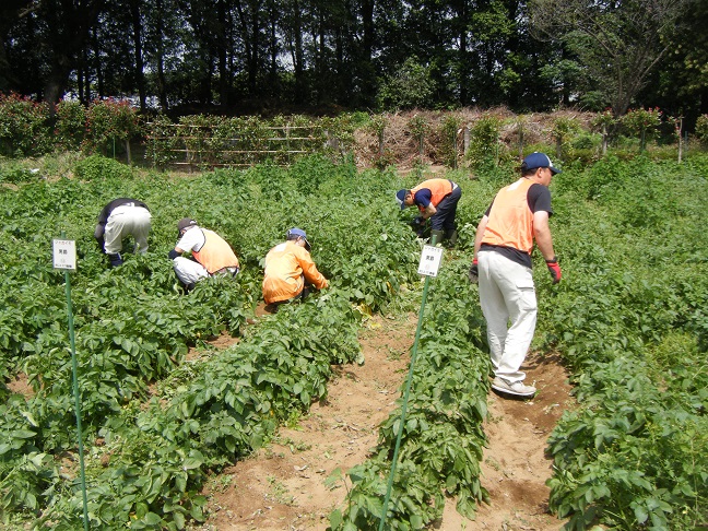 ジャガイモ除草作業