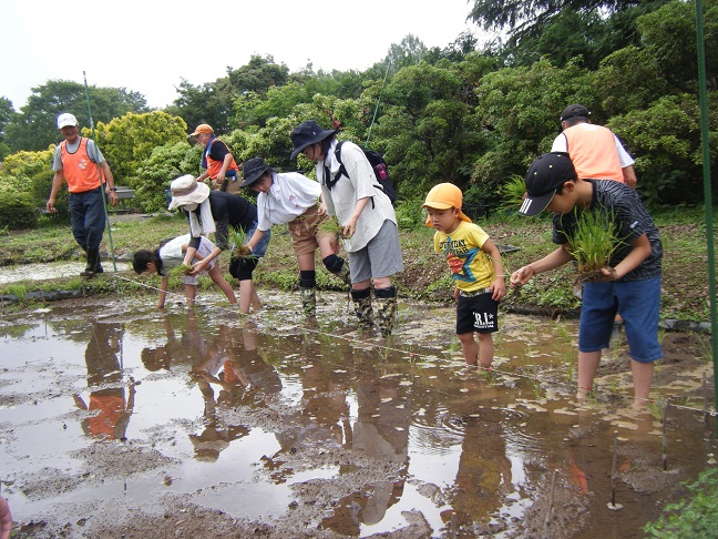 田植え体験