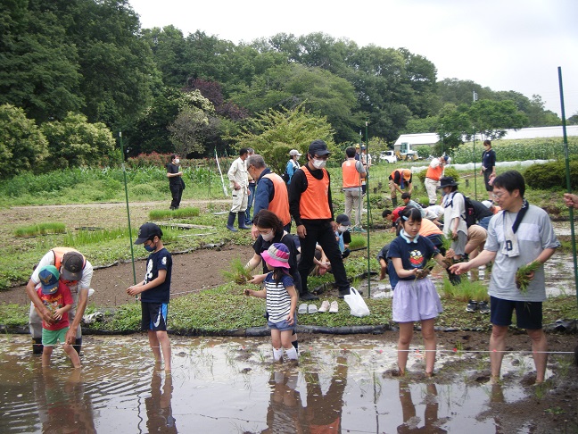 田植え体験