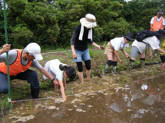 田植え体験