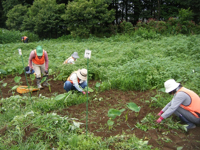 サトイモ除草作業