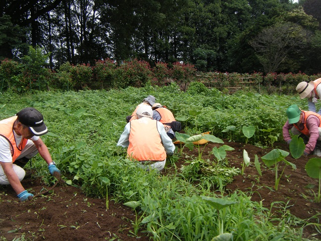 サトイモ除草作業