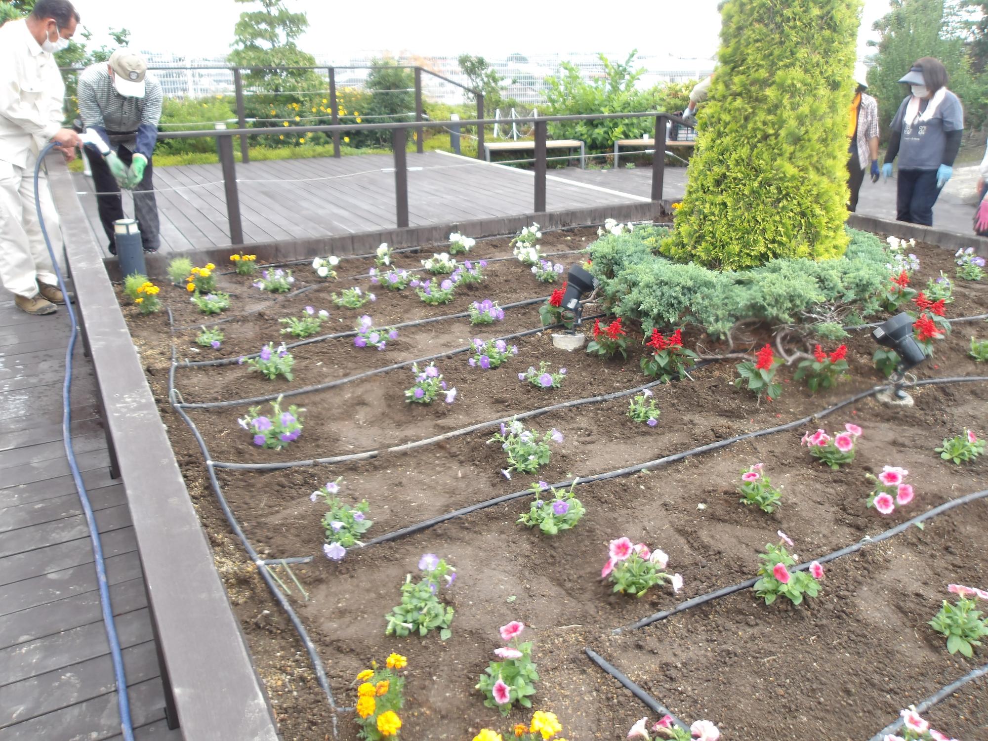 天空の散歩道植栽活動